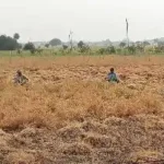 संसाधनों की कमी या किसी और वजह से किसानों की फसलें क्यों जल रही हैं? लोगों ने उठाई मांग