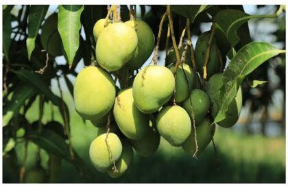 नगर विकास विभाग लखनऊ में बना रहा है मैंगो पार्क, आम के 108 प्रजातियों के 2068 पौधों का होगा रोपण