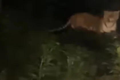 पीलीभीत में कार सवारों का बाघ से हुआ आमना-सामना, वीडियो सोशल मीडिया पर वायरल