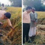जिलाधिकारी हरदोई ने खुद काटी धान की फसल, वीडियो वायरल