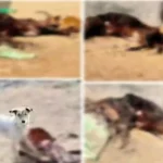 Hardoi News: गौशालाओं में गायों को नोच रहे कुत्ते! सरकारी बजट नोच रहे अधिकारी