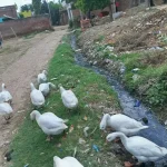 बिना नाली बनाये निकल गया 40 हजार रूपया