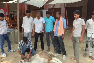 Hardoi News: राष्ट्रीय गौ संरक्षक दल ने बीमार व घायल पशु की जानकारी मिलने पर इलाज कराकर सुरक्षित स्थान पर पहुंचाया