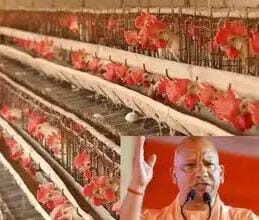 UP में मुर्गी पालन व्यवसाय करने वालों का लोन खुद चुकाएगी सरकार और बिजली बिल में भी छूट! योगी का बड़ा तोहफा…