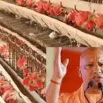 UP में मुर्गी पालन व्यवसाय करने वालों का लोन खुद चुकाएगी सरकार और बिजली बिल में भी छूट! योगी का बड़ा तोहफा…