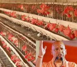 UP में मुर्गी पालन व्यवसाय करने वालों का लोन खुद चुकाएगी सरकार और बिजली बिल में भी छूट! योगी का बड़ा तोहफा… 1 UP में मुर्गी पालन व्यवसाय करने वालों का लोन खुद चुकाएगी सरकार और बिजली बिल में भी छूट! योगी का बड़ा तोहफा…