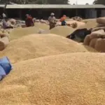 Hardoi News: यातायात माह के दौरान, यातायात व्यवस्था प्रभावित गल्ला मंडी के बाहर सड़क पर लगा धान और मक्का….