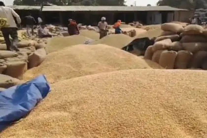 Hardoi News: यातायात माह के दौरान, यातायात व्यवस्था प्रभावित गल्ला मंडी के बाहर सड़क पर लगा धान और मक्का….