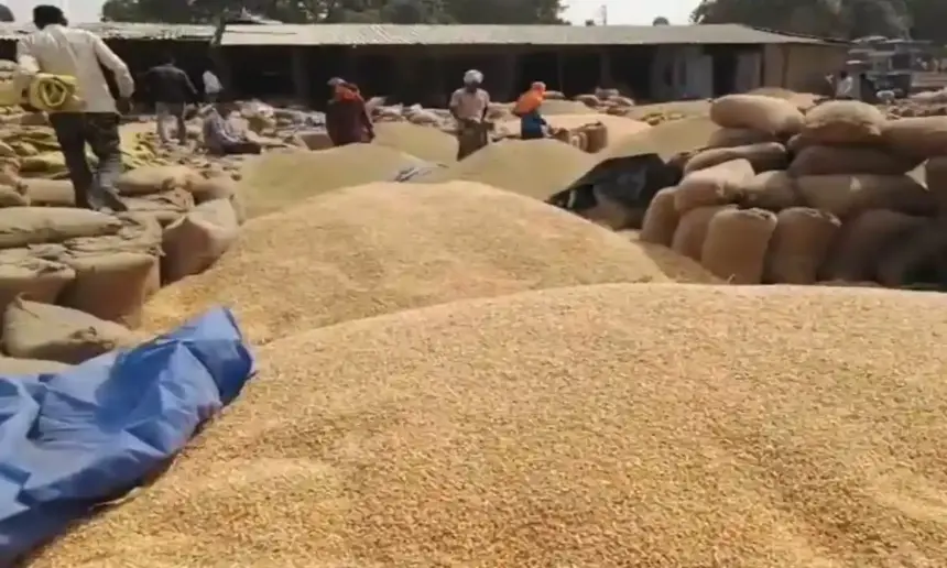 Hardoi News: यातायात माह के दौरान, यातायात व्यवस्था प्रभावित गल्ला मंडी के बाहर सड़क पर लगा धान और मक्का…. 1 Hardoi News: यातायात माह के दौरान, यातायात व्यवस्था प्रभावित गल्ला मंडी के बाहर सड़क पर लगा धान और मक्का….