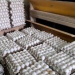 यूपी में अंडा उत्पादन में नंबर वन जिला सहारनपुर, हरियाणा-हिमाचल और उत्तराखंड से भारी मांग…