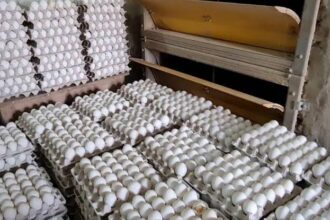 यूपी में अंडा उत्पादन में नंबर वन जिला सहारनपुर, हरियाणा-हिमाचल और उत्तराखंड से भारी मांग…